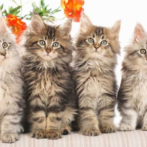 The Purrfect Best Friends