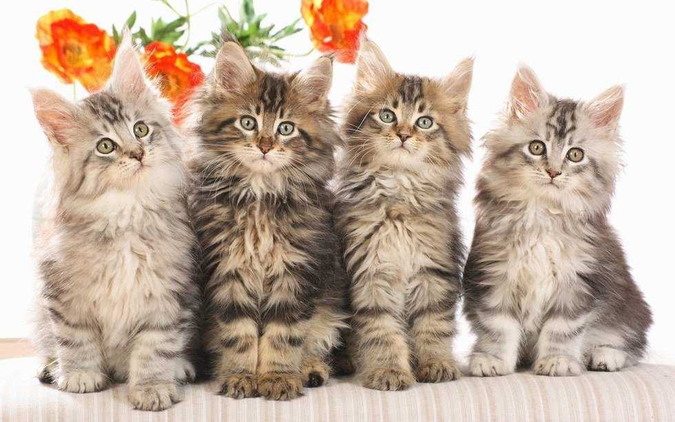 The Purrfect Best Friends
