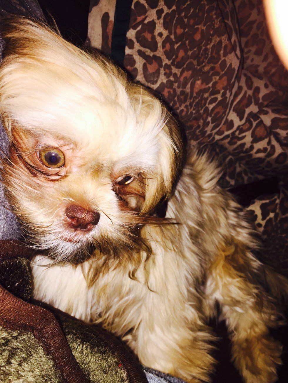 10 Things I Learned As A Pet Parent