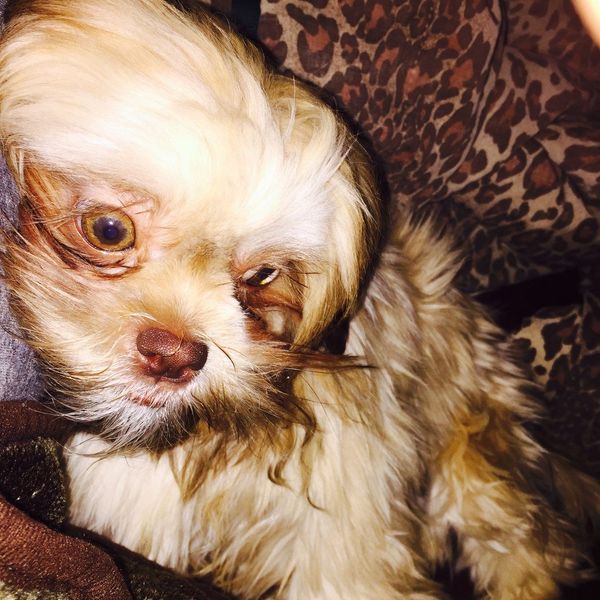 10 Things I Learned As A Pet Parent