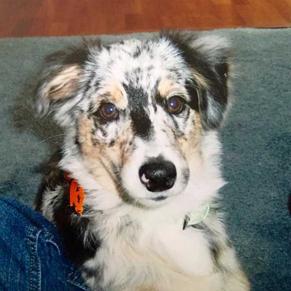 A Letter to My First Dog