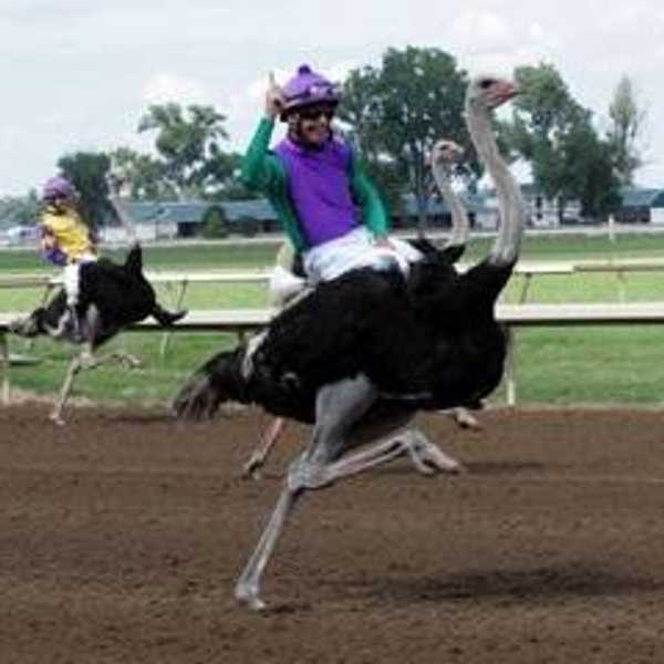 Football! Baseball! Basketball! ... and Ostrich Racing?