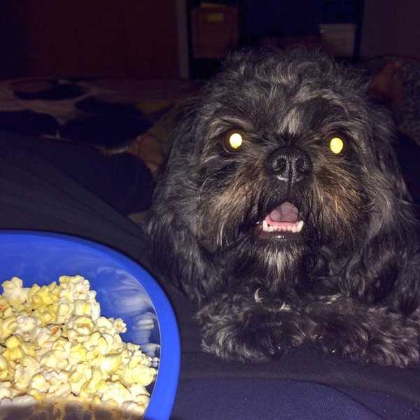 The Perks of Being Your Furry-Friend