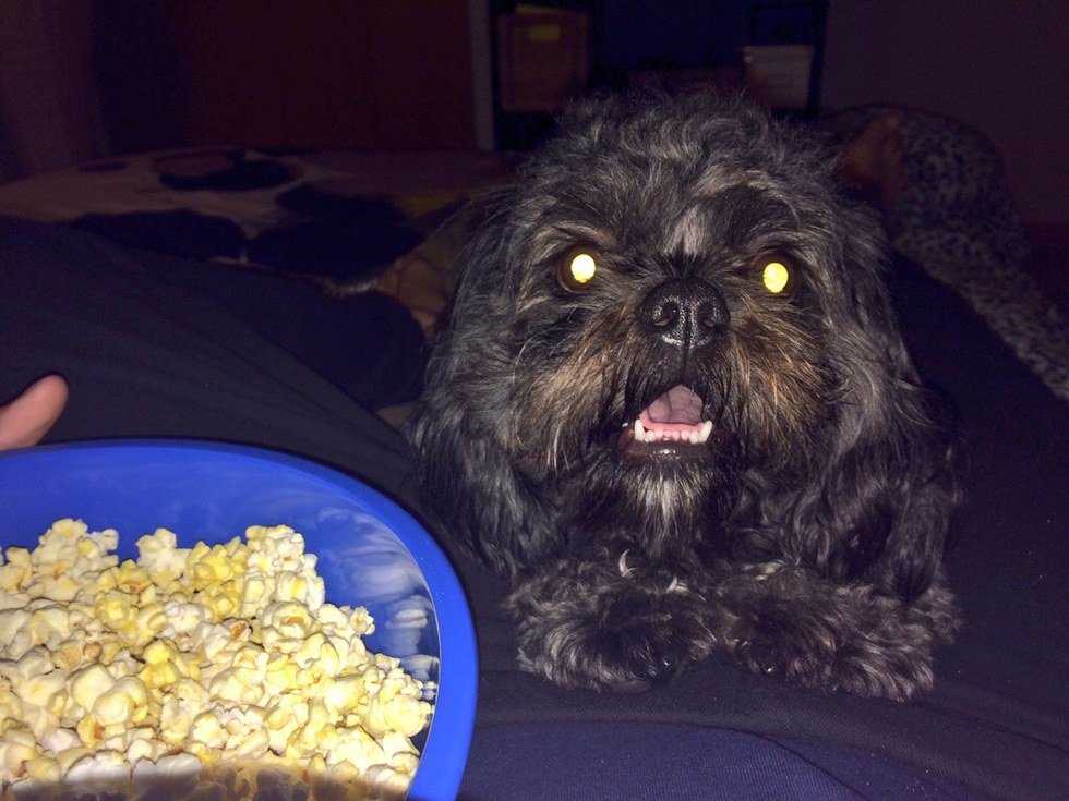 The Perks of Being Your Furry-Friend