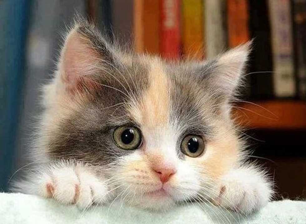 Why I Love My Feline Friend