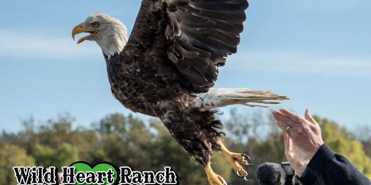 My Volunteer Experience At Wild Heart Ranch | The Odyssey Online