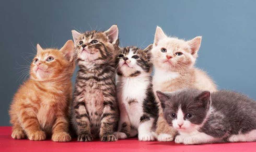 It's Kitten Season!