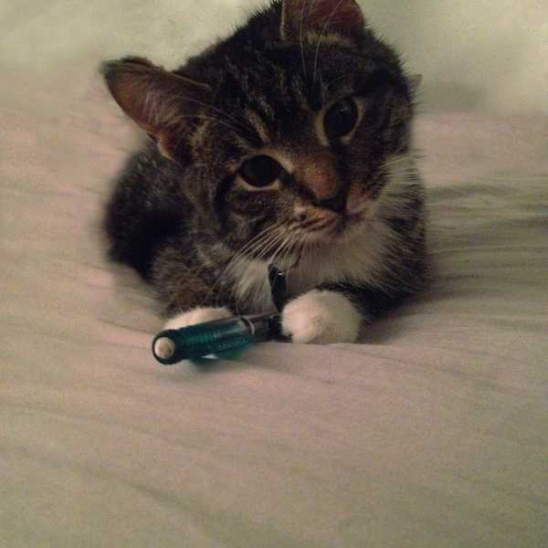11 Reasons Why Having A Cat Is Like Having A Child