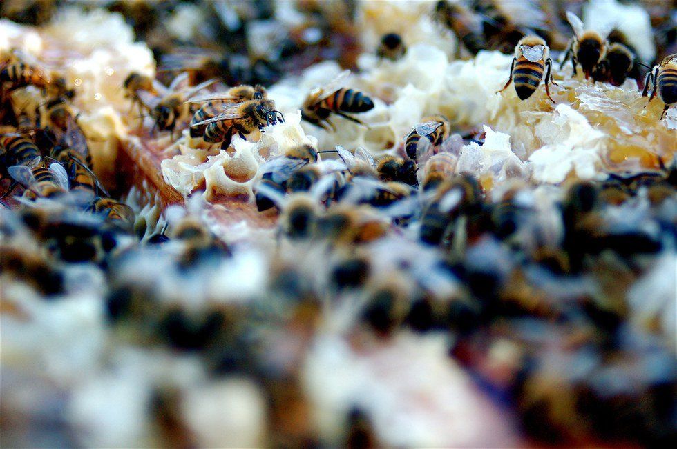 Balancing On Bees: The Death Of Honey Bees Is A Human Problem