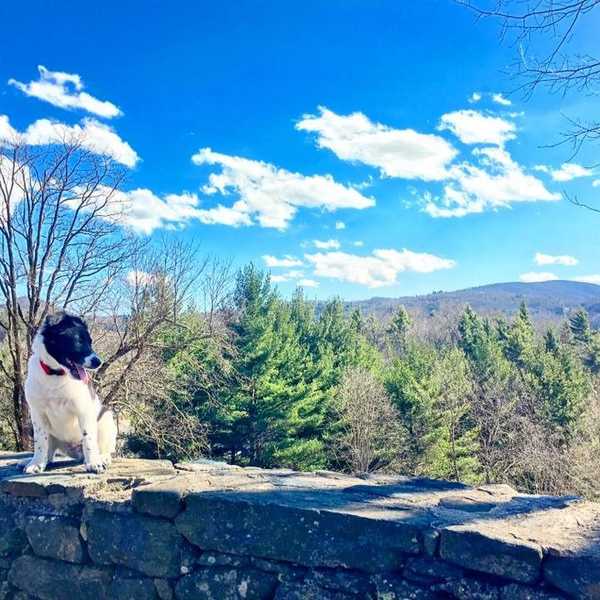 6 Things My Dog Taught Me About Life