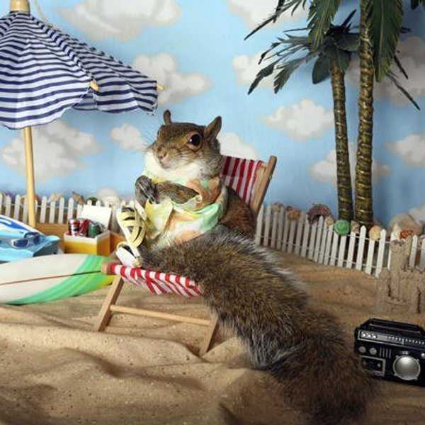 Summer Vacation As Told By Squirrels