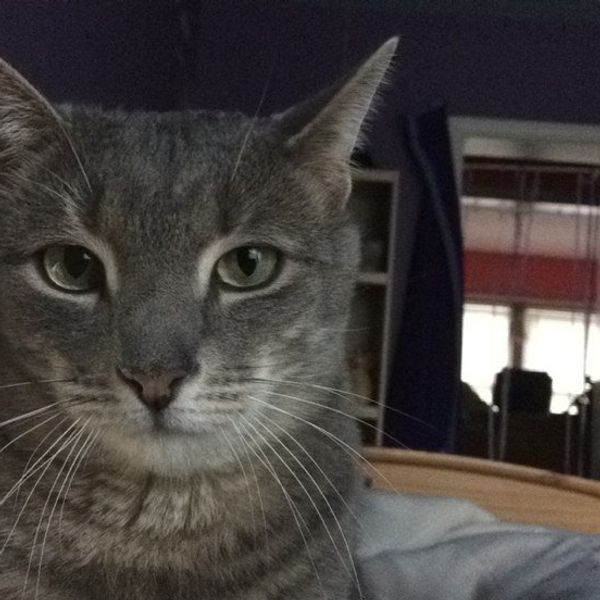 The Truth About Having Cats As Pets