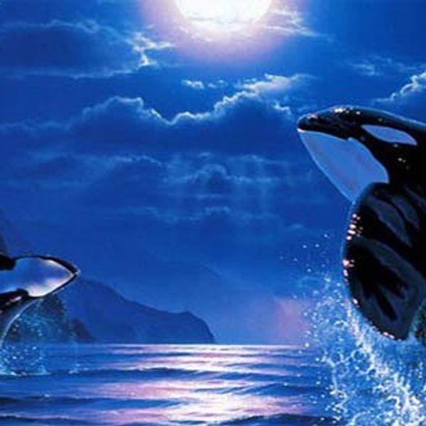 My Spirit Animal Is An Orca whale?