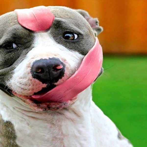 Stop The Pitbull Hate