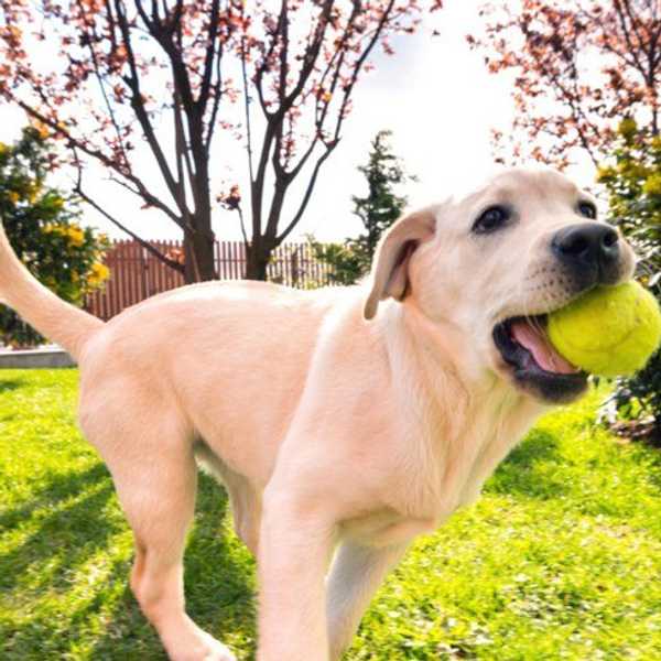 Doctor's Orders: Get A Dog