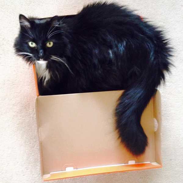 10 Reasons Why My Cat Is My Spirit Animal