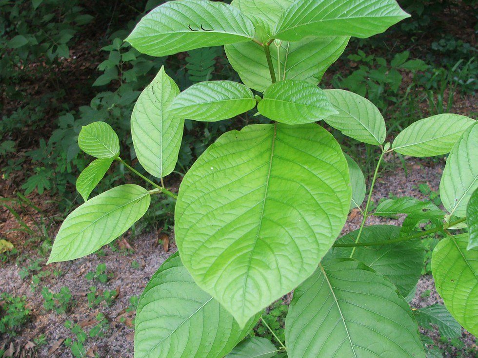 Kratom: A Natural Alternative to Energy Drinks