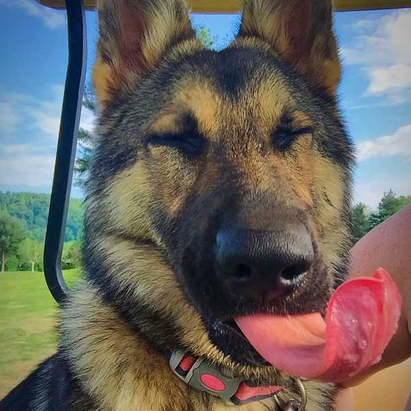 8 Reasons Why We Don't Deserve Dogs