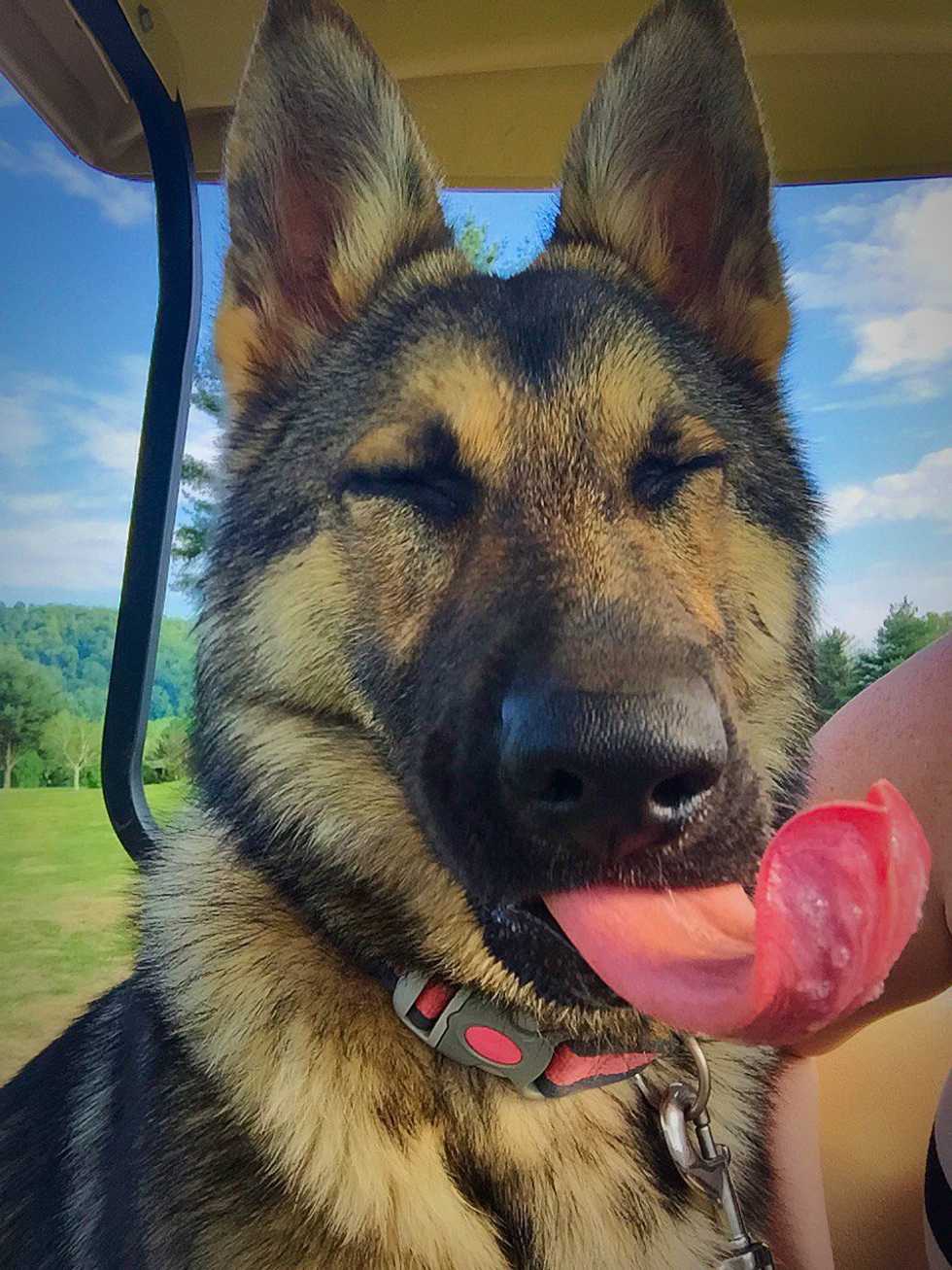 8 Reasons Why We Don't Deserve Dogs