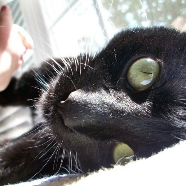 7 Reasons Why Owning A Cat Is A Pain