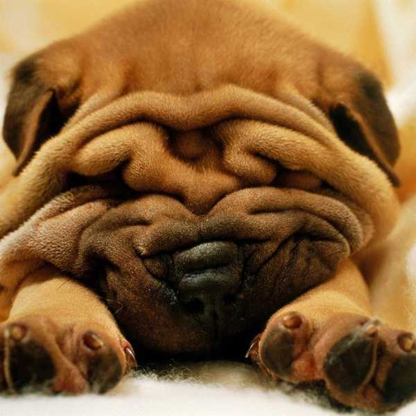 An Open Letter to (Wo)man's Best Friend