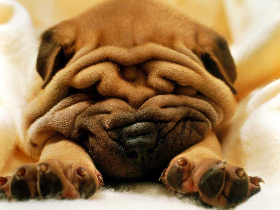 An Open Letter to (Wo)man's Best Friend