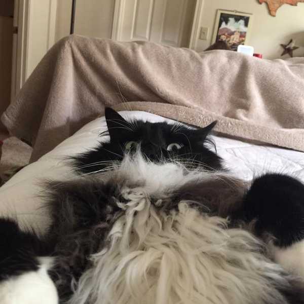 25 Photos Of My Cat That Will Improve Your Day