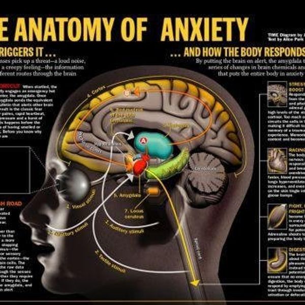 Anxiety And The Brain