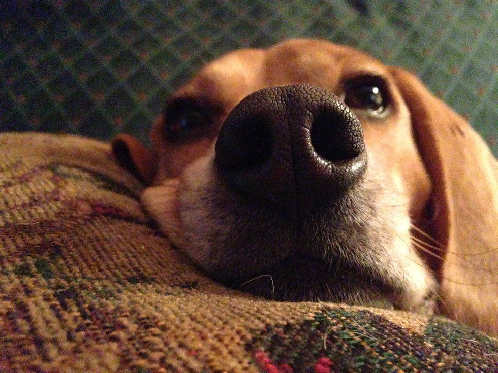 A Thank You Letter to my Dog