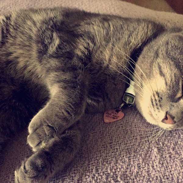 5 Reasons Cats Run The World