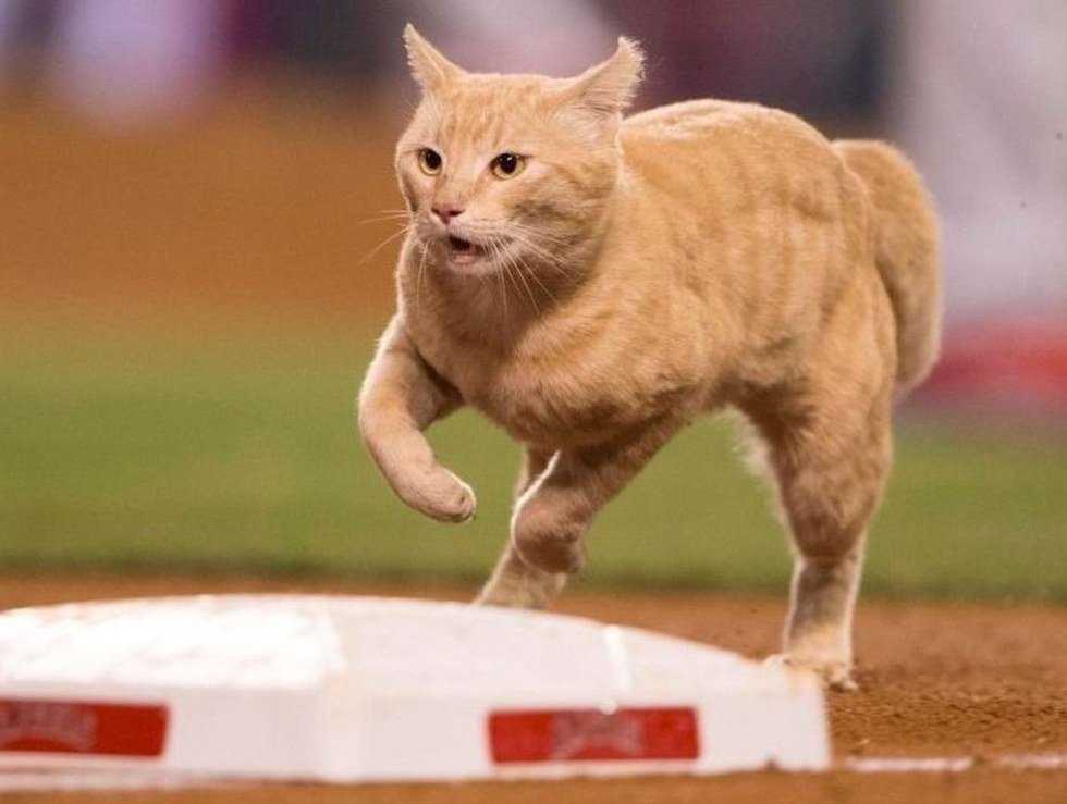 Proof That Cats Are The Best Pets