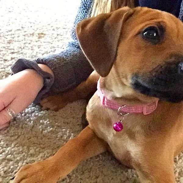 20 Reasons Why I'd Rather Be A Dog