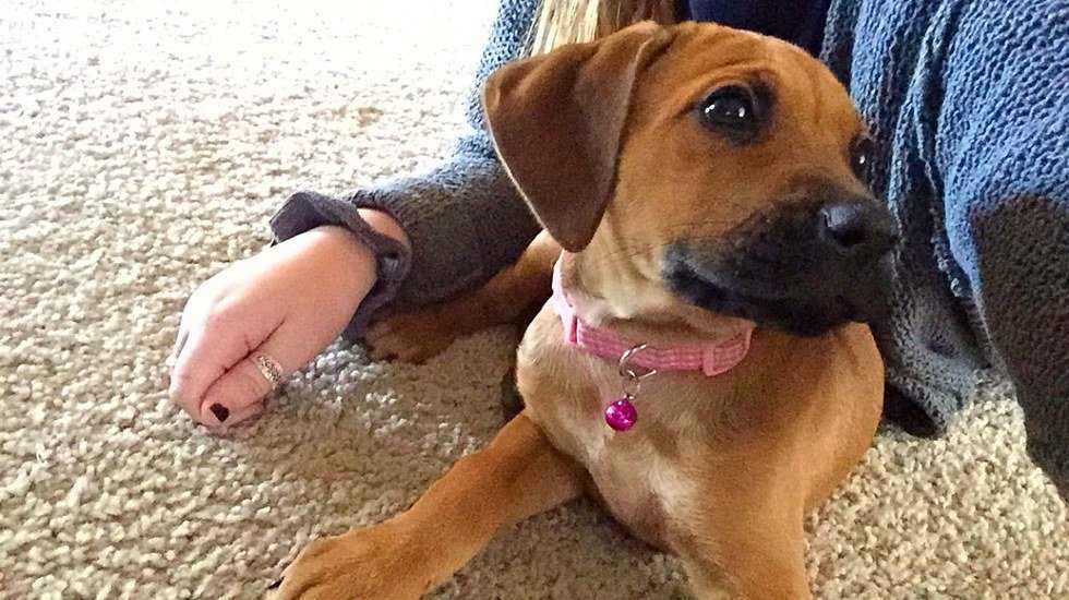 20 Reasons Why I'd Rather Be A Dog
