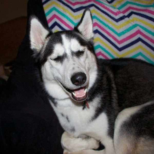 15 Things Every Husky Owner Knows to be True
