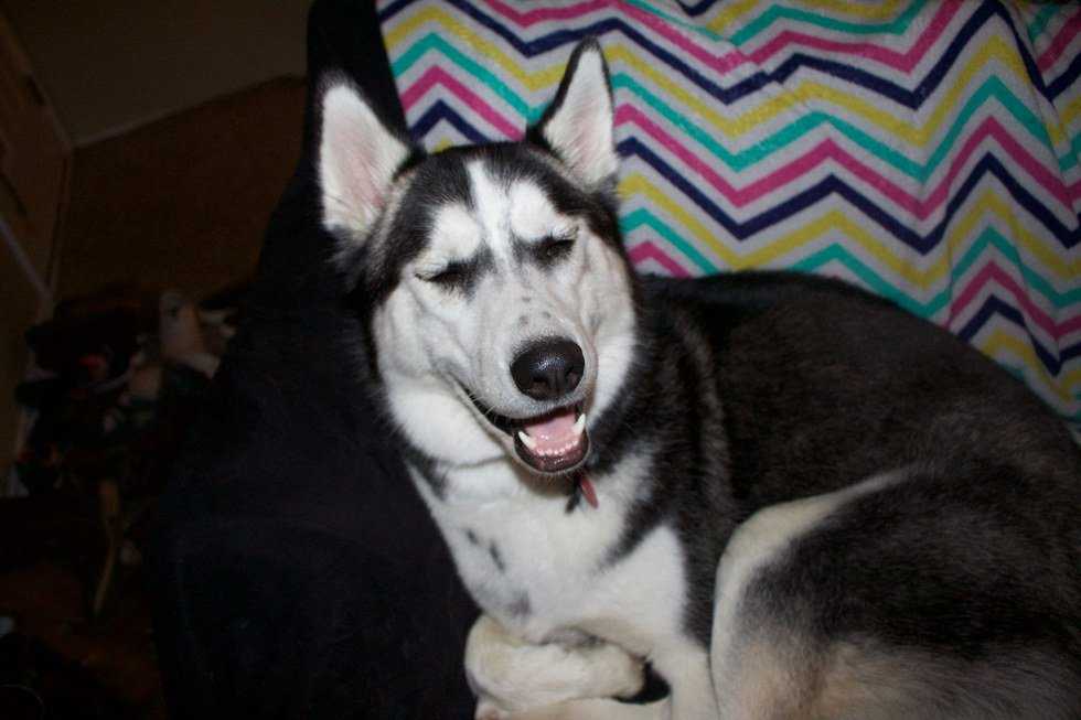 15 Things Every Husky Owner Knows to be True
