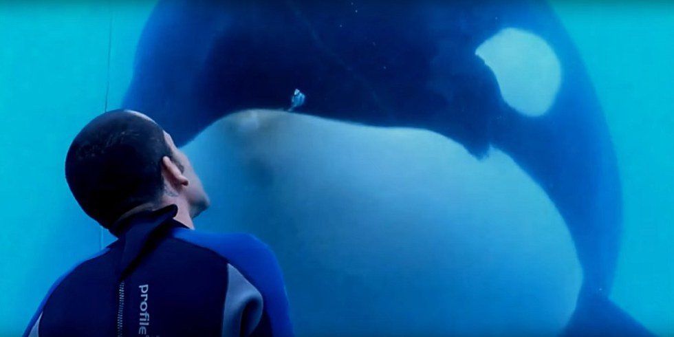Where 'Blackfish' Gets Its Rhetoric Wrong