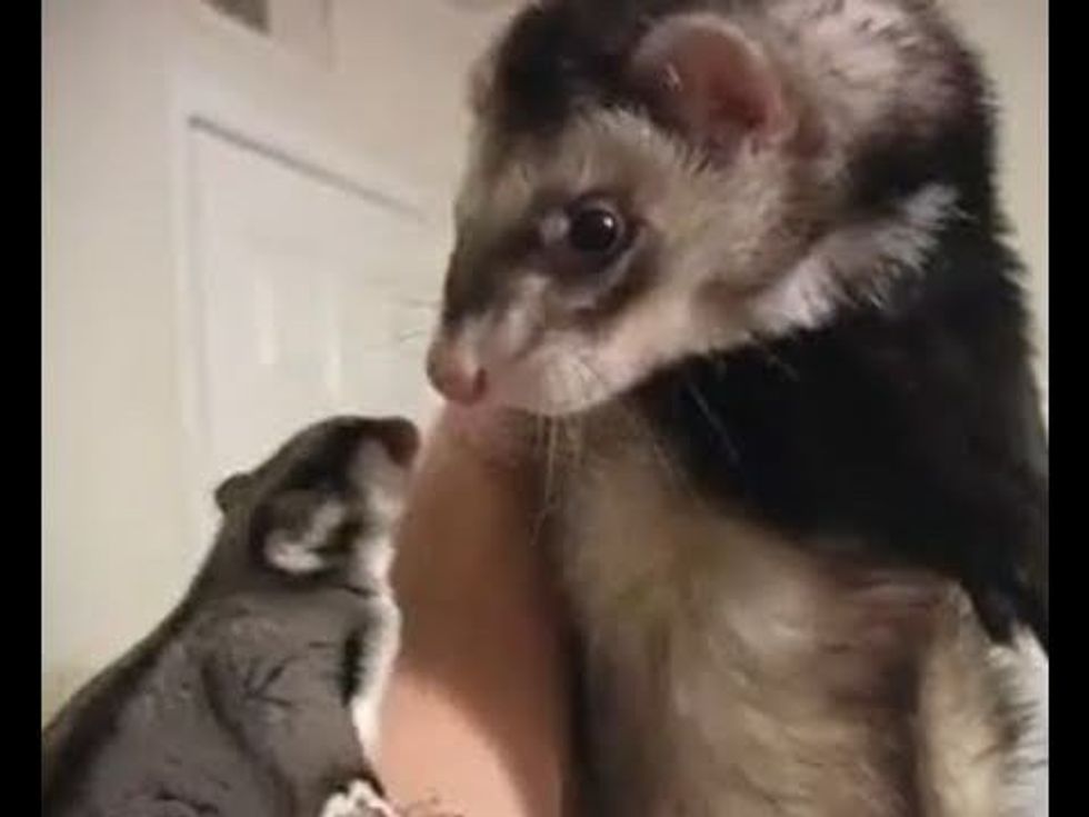 Ferrets vs Sugar Gliders