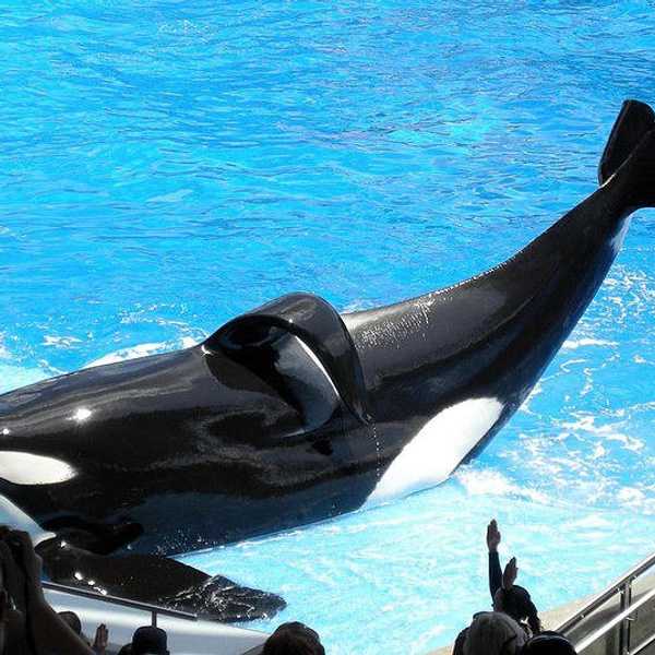 Tilikum: Where Is He Now?