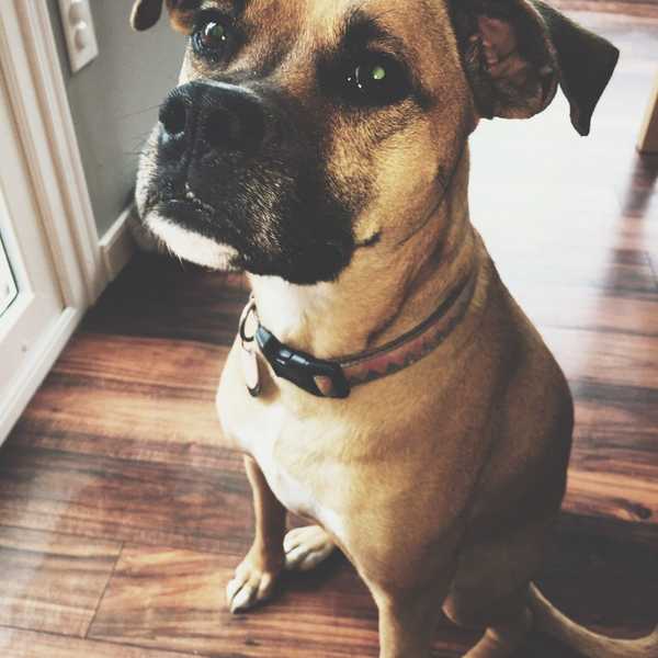 11 Reasons Getting A Dog Is The Best Choice You'll Ever Make