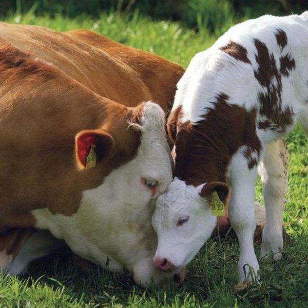 Give Vegetarianism A Try