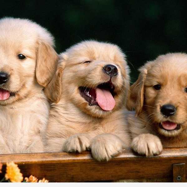 Cute Puppy GIFs To Help Get You Through Finals Week