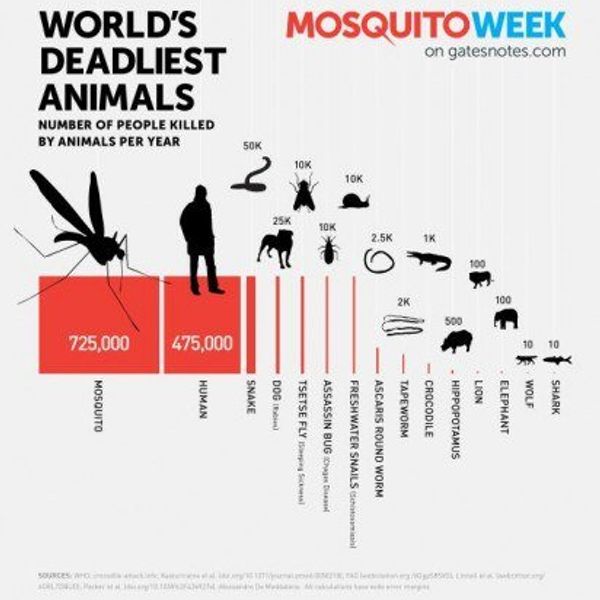 The World’s Deadliest Animal – The Mosquito