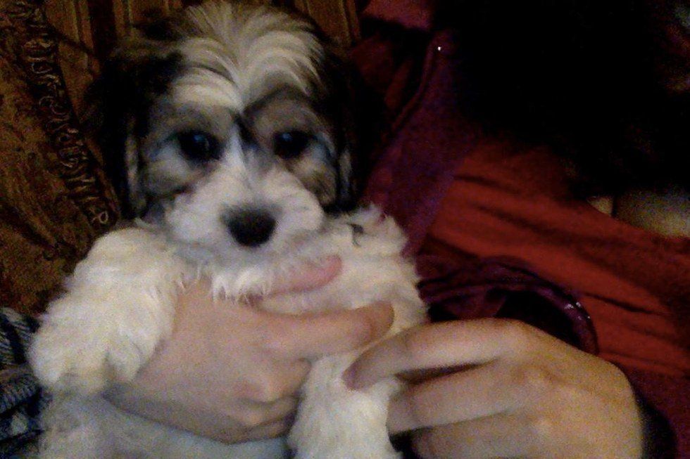 How To Deal With Graduation Anxiety, According To Puppies