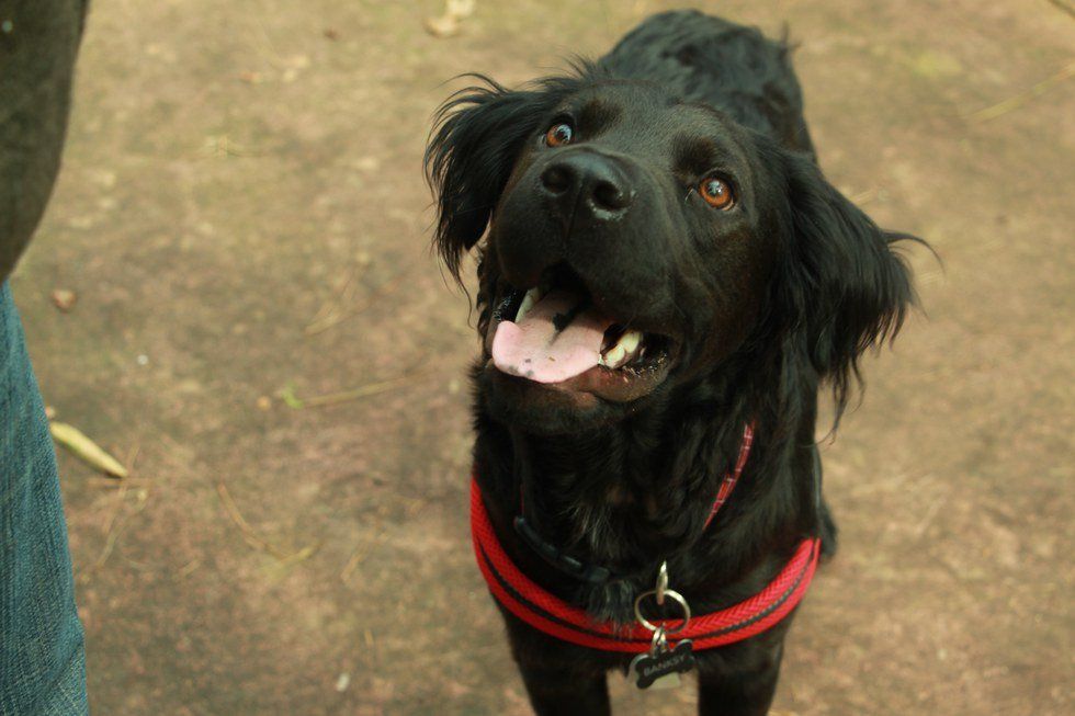 Why Dogs are Human's Best Friend