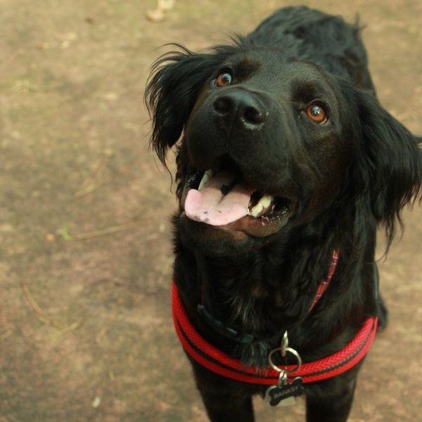 Why Dogs are Human's Best Friend