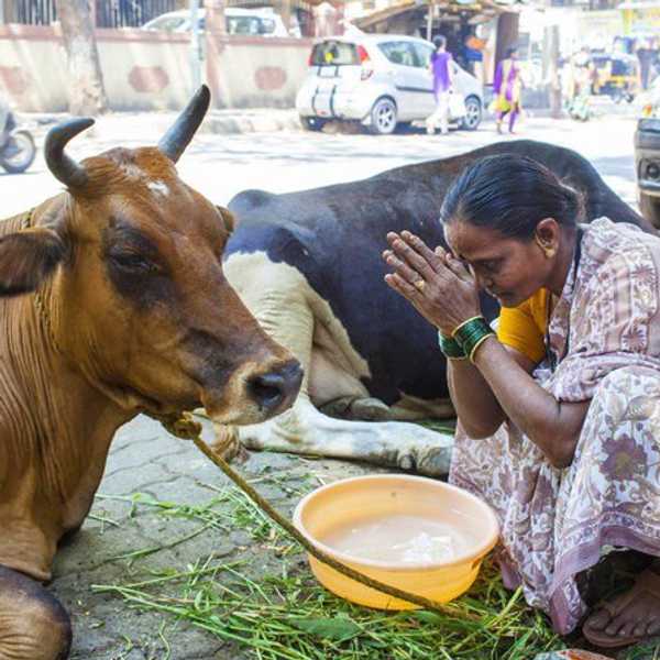 Apathy, Peace, and Cow Pee