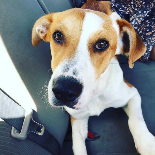 Reasons Why You Should Adopt A Dog