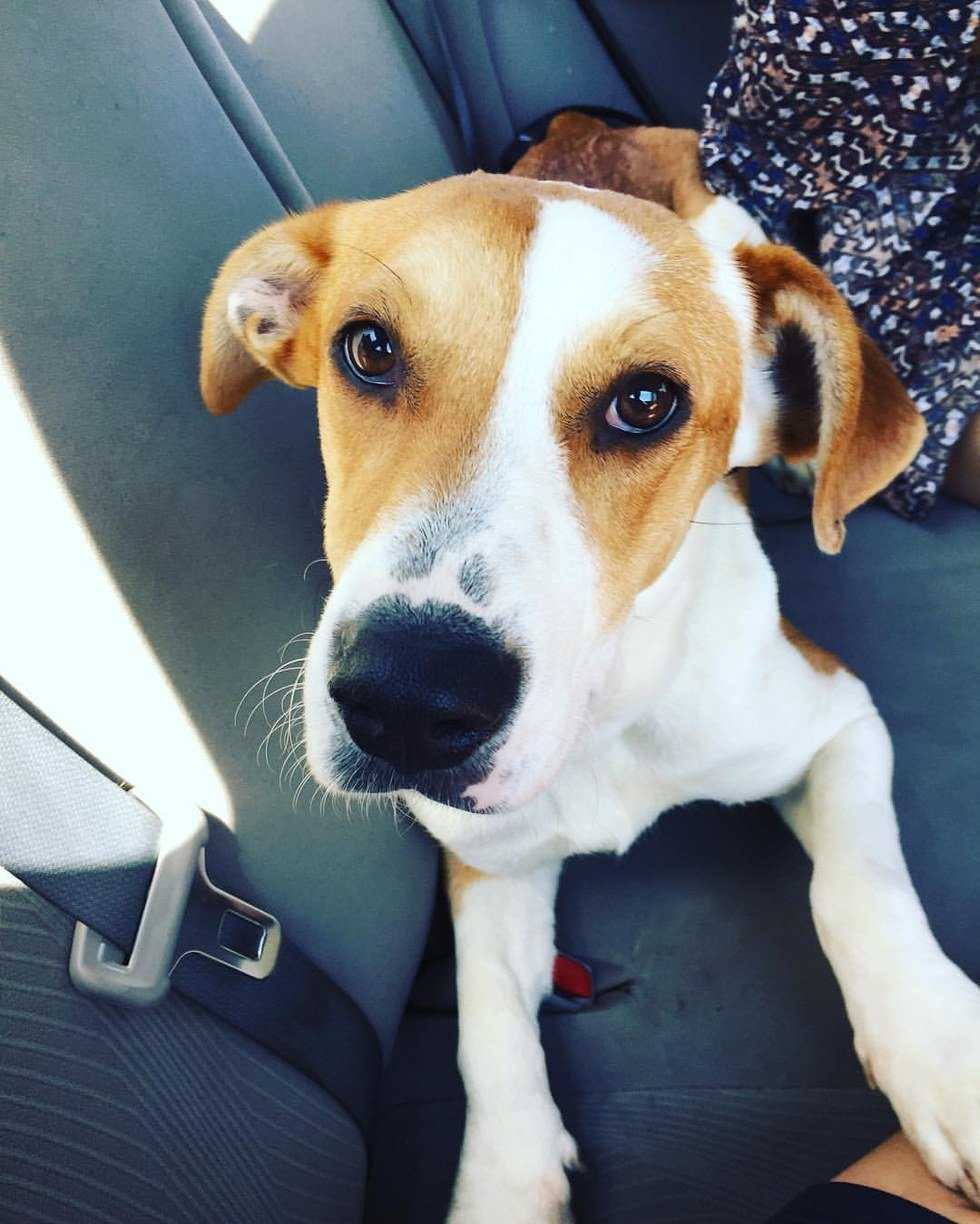 Reasons Why You Should Adopt A Dog