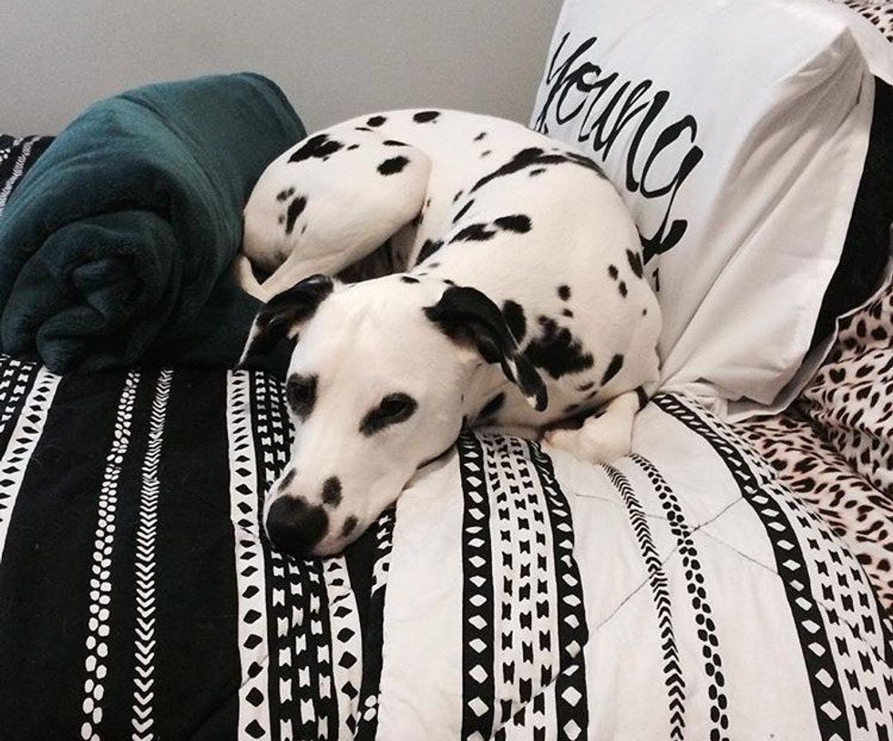 14 Things People With Dog Allergies Understand