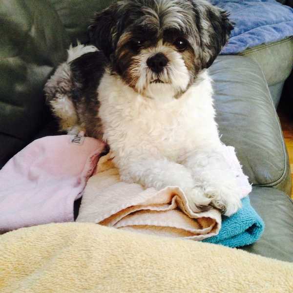 Why My Dogs Have Better Lives Than Me